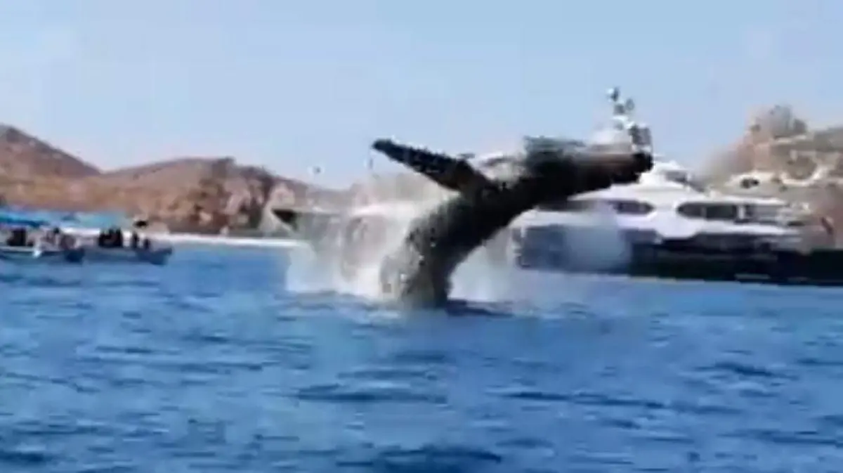 Ballena Los Cabos